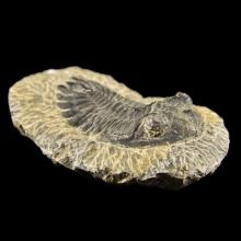 Fossile de trilobite Metacanthina